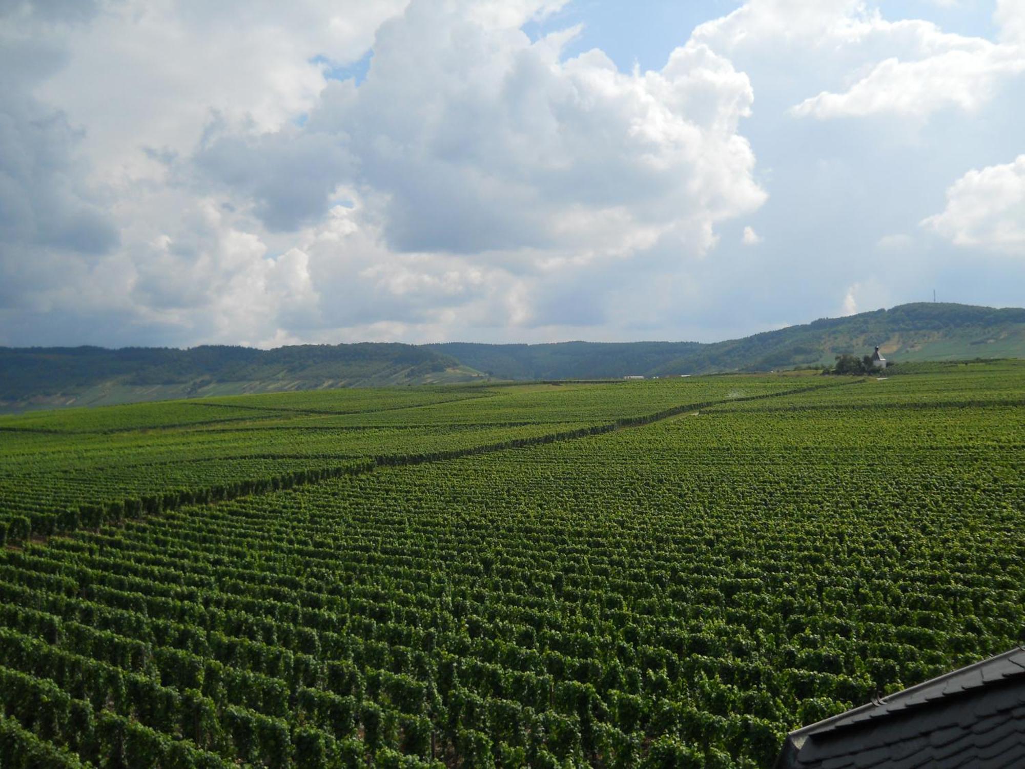 Ferienweingut Winnebeck Köwerich Esterno foto