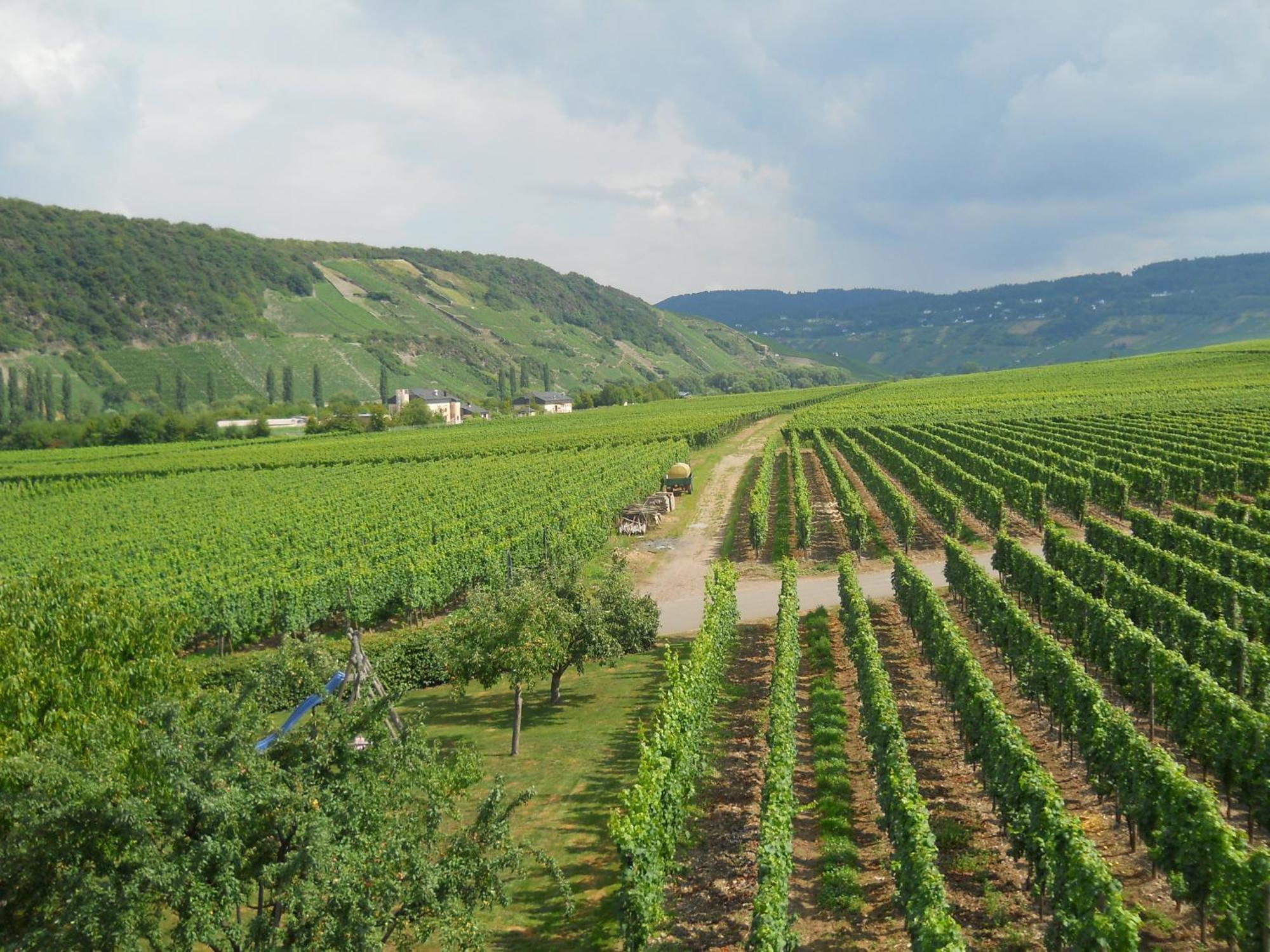 Ferienweingut Winnebeck Köwerich Esterno foto